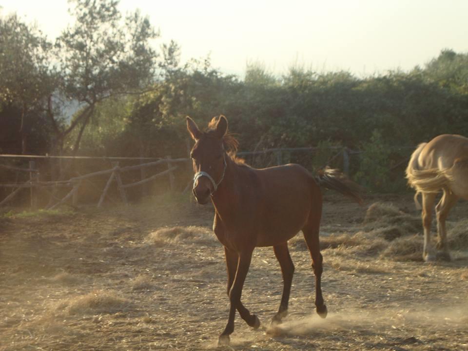 Agriturismo Il Colombaiolo Βίλα Πιέντσα Εξωτερικό φωτογραφία